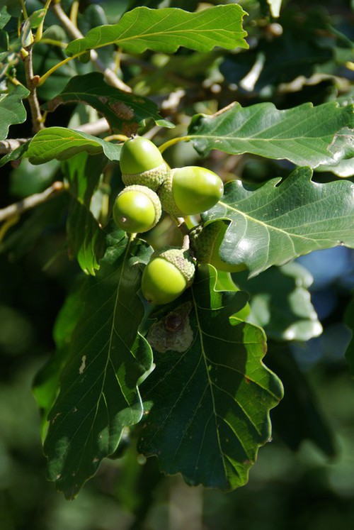 fruit