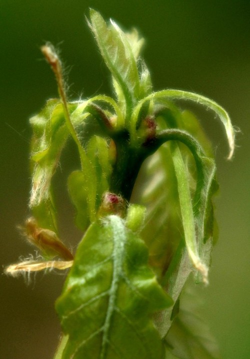 inflorescence femelle