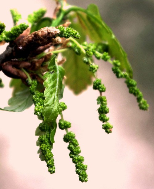 inflorescence mâle