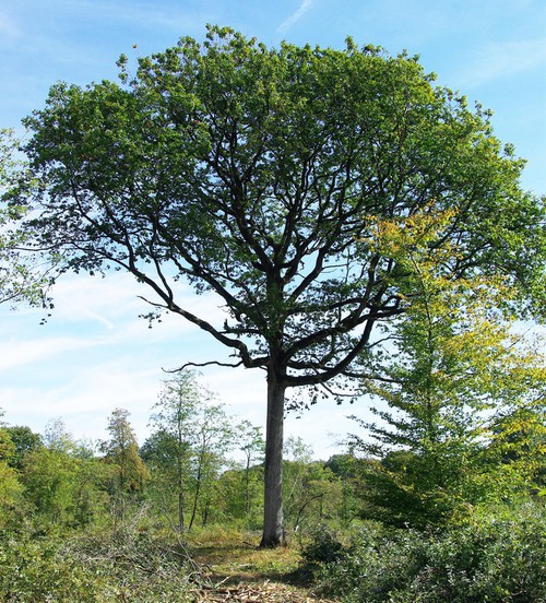 Plante entière