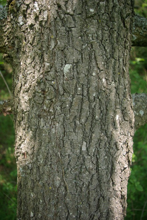 écorce âgée