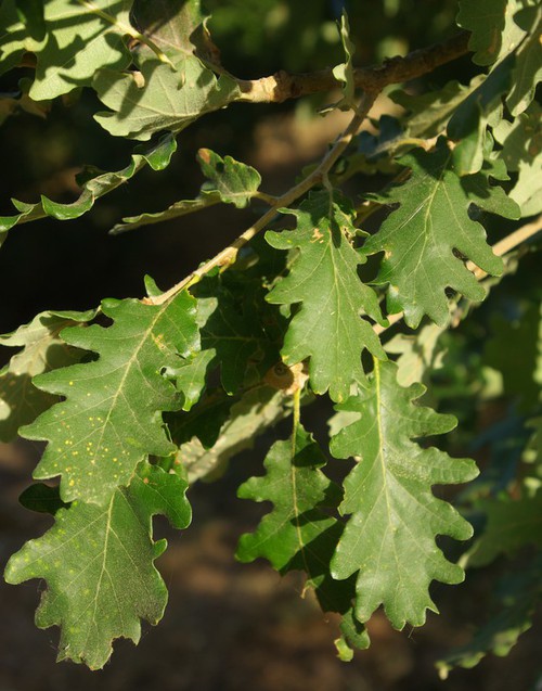 feuille