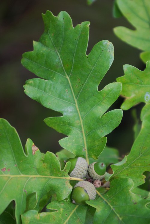 fruit