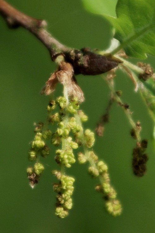 inflorescence mâle