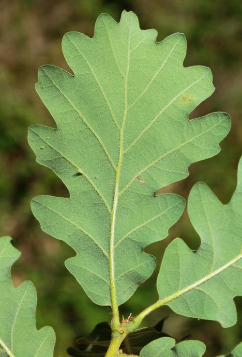 revers feuille