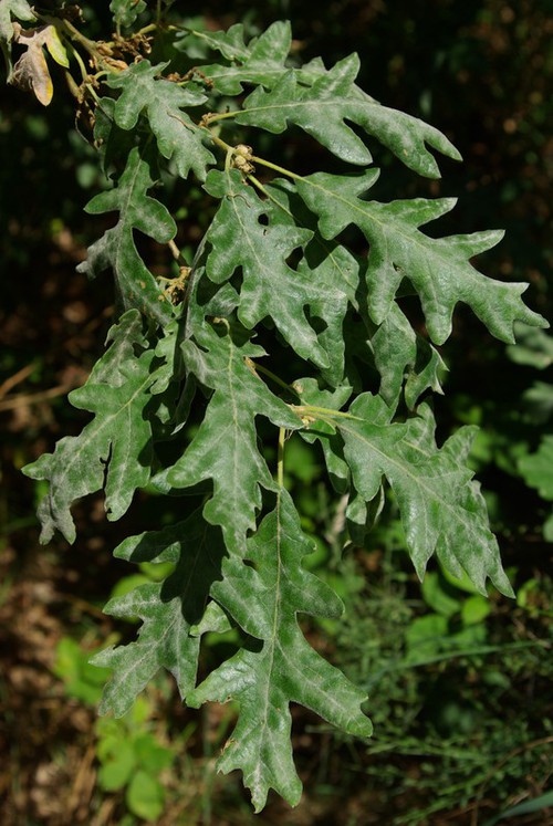 feuille