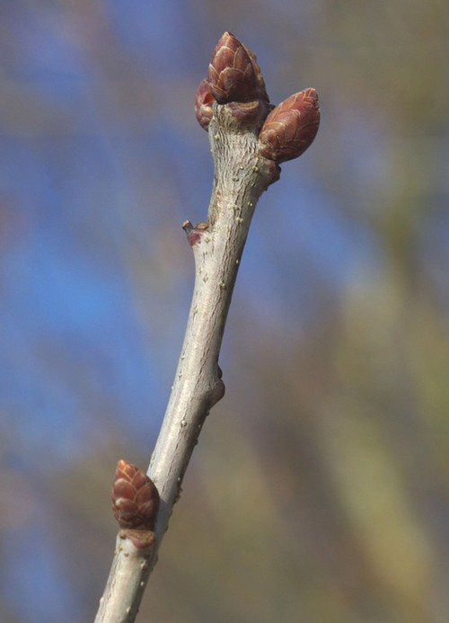bourgeon
