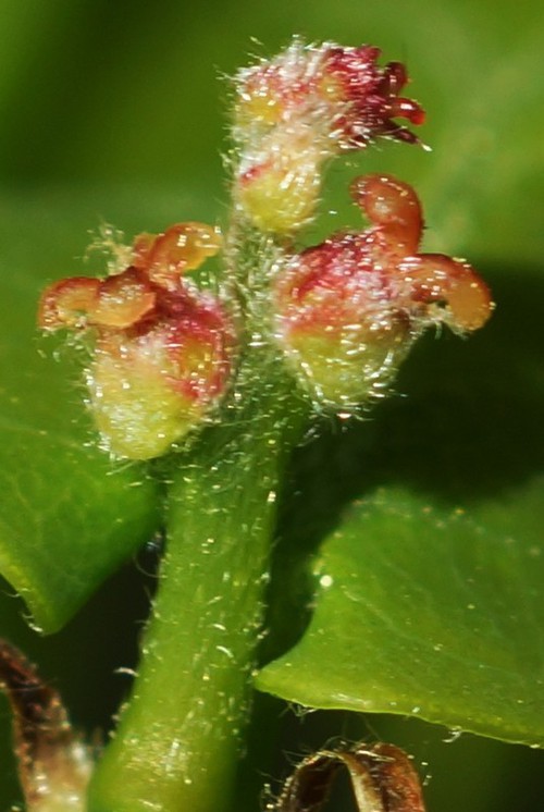 détail fleurs femelles