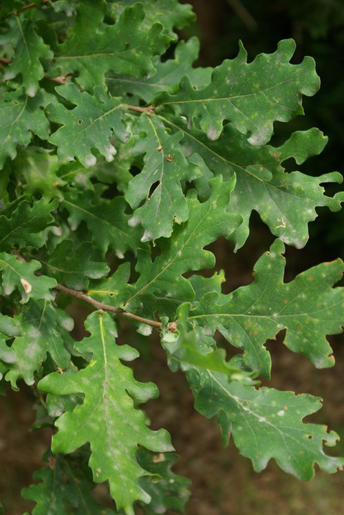 feuille