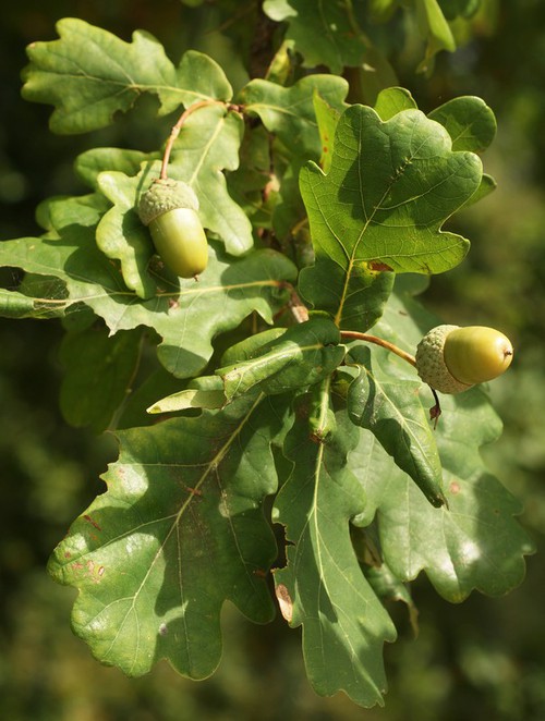 fruit