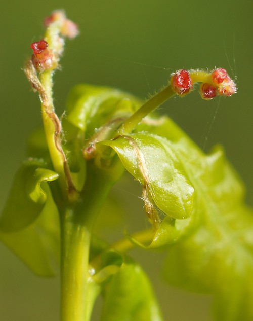 inflorescence femelle