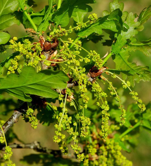 inflorescence mâle