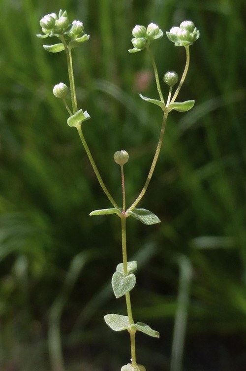 inflorescence