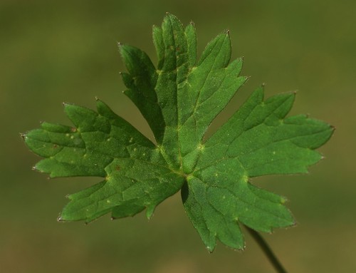 feuille