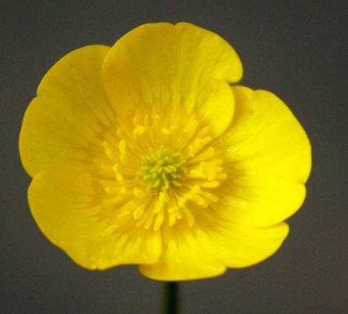 fleur