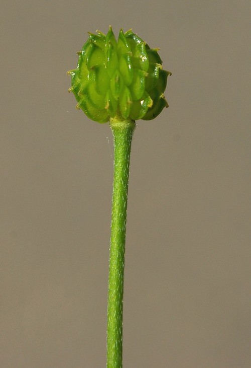 fruit