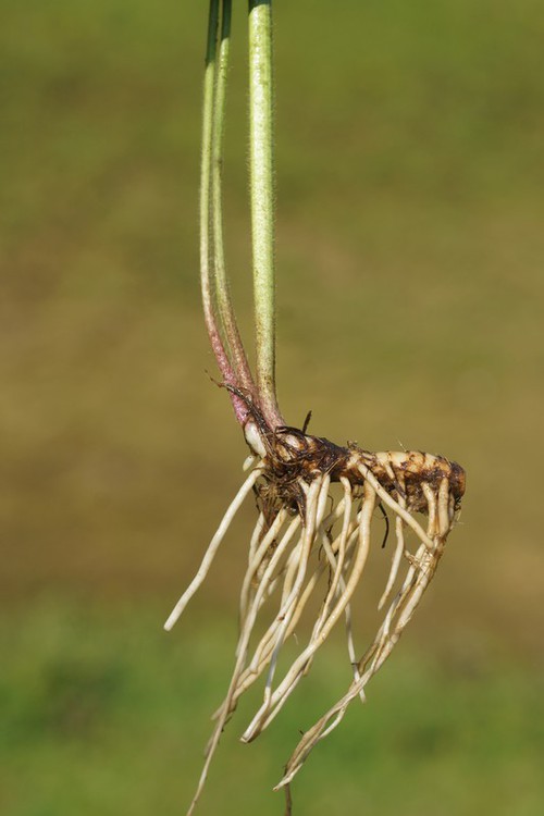 rhizome