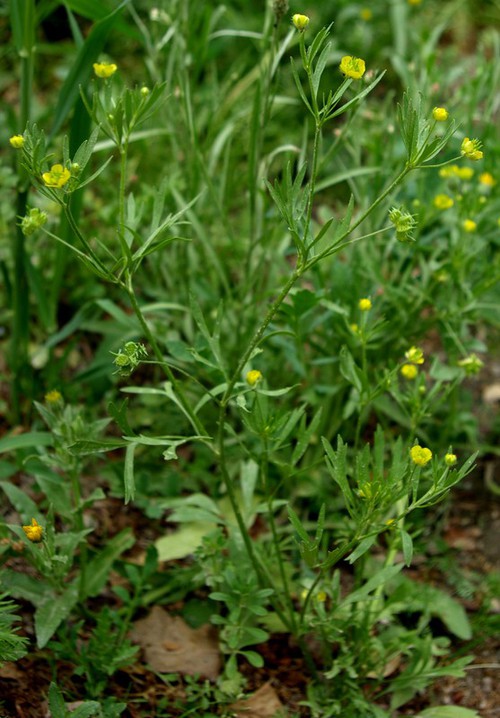 Ranunculus arvensis