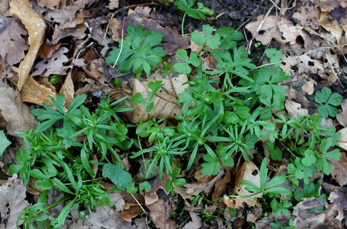 feuille