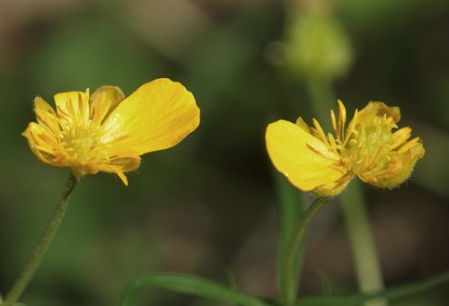 fleurs à pétales avortés