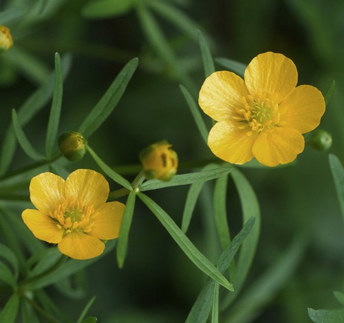 fleurs à pétales non avortés