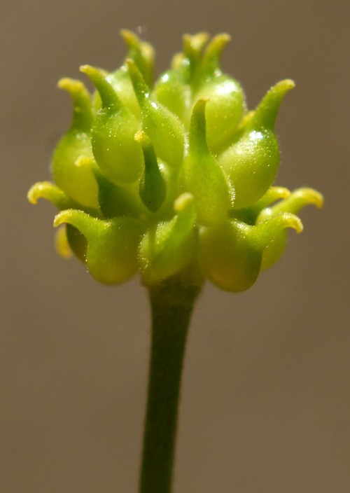 fruit