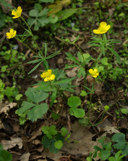 Plante entière