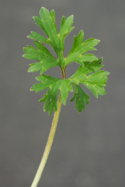 feuille