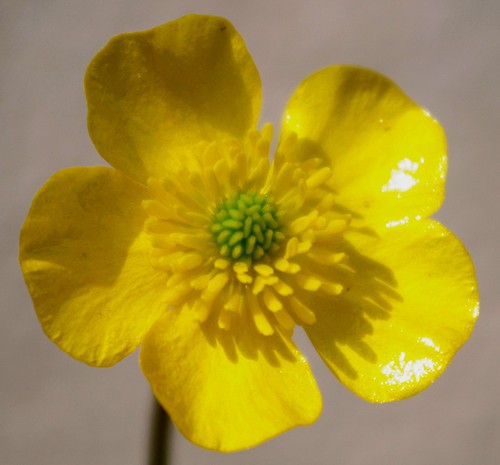 fleur