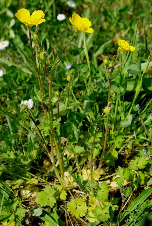 Plante entière