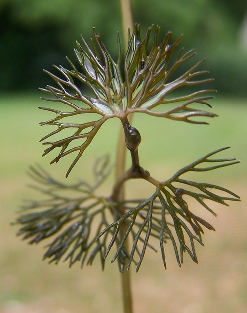feuille