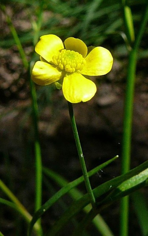 détail fleur