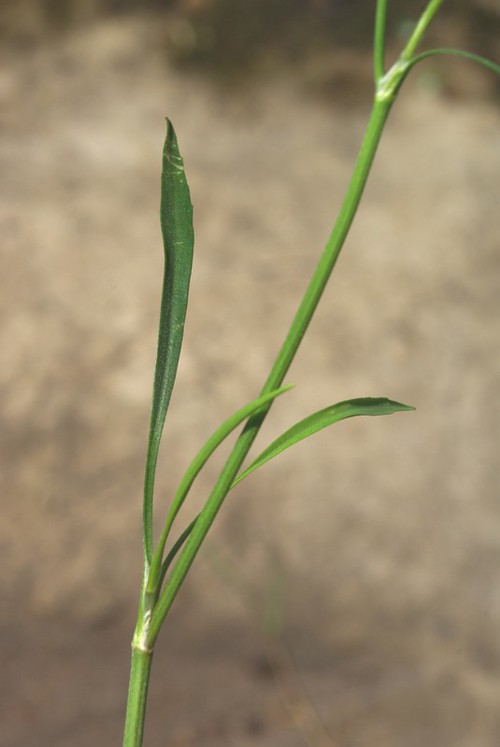 feuille caulinaire