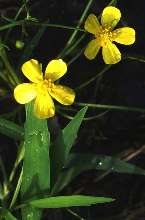 Plante entière