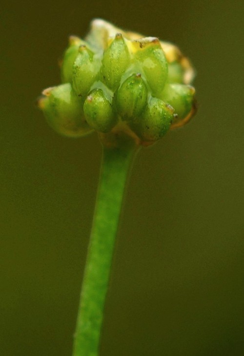 fruit