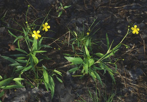 Plante entière