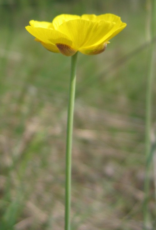 fleur