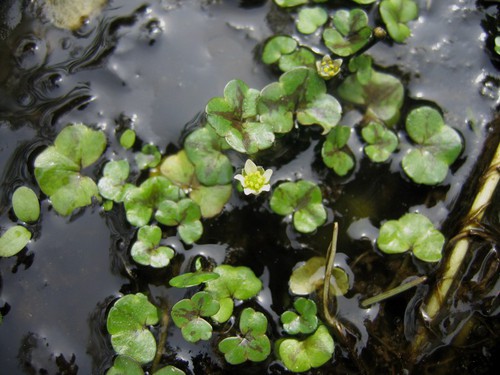 Ranunculus hederaceus