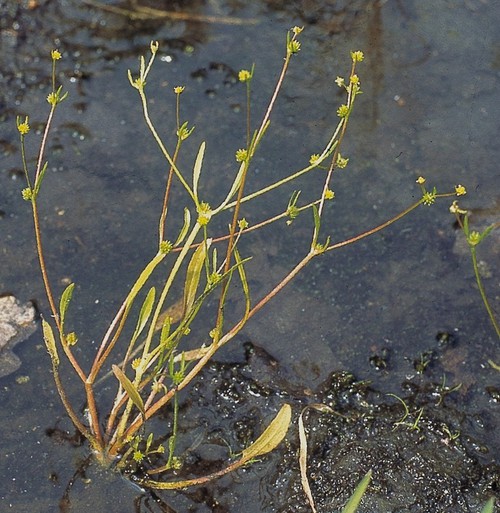 Ranunculus nodiflorus