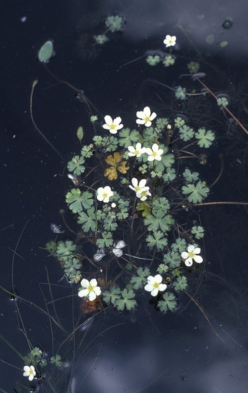 Ranunculus ololeucos