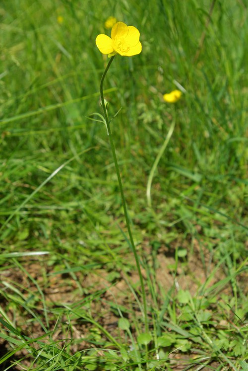 Ranunculus paludosus