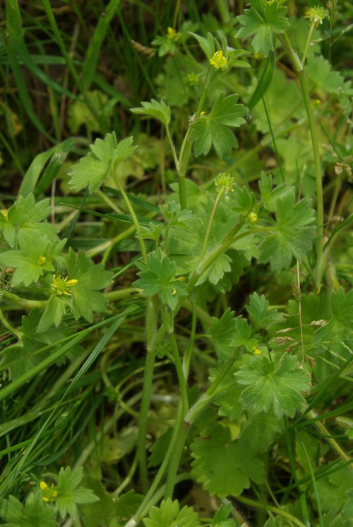 Ranunculus parviflorus