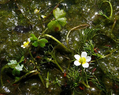 Ranunculus peltatus