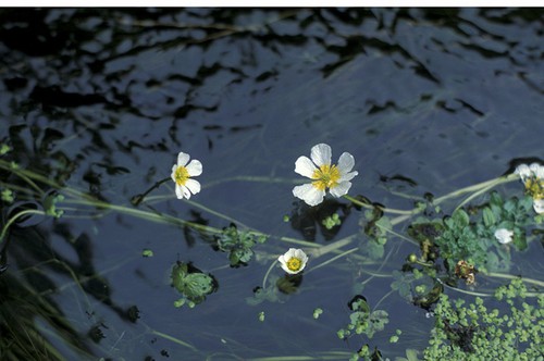Ranunculus penicillatus
