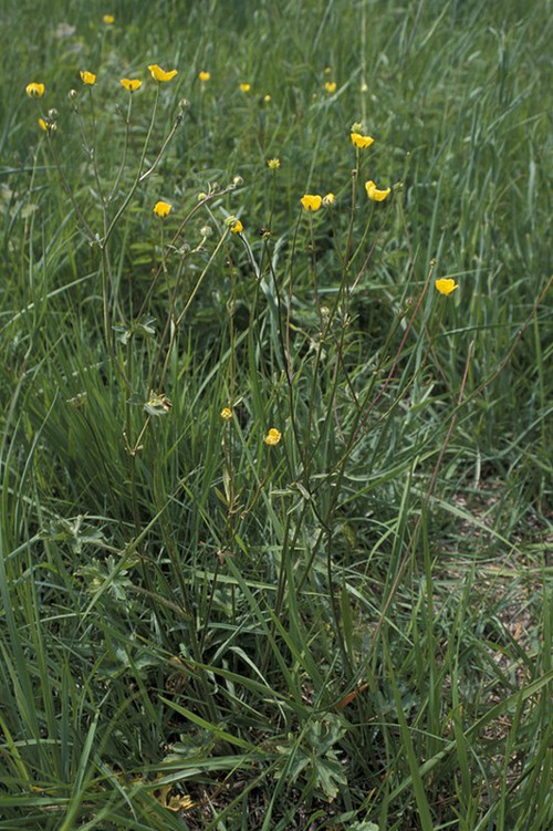 Ranunculus polyanthemoides