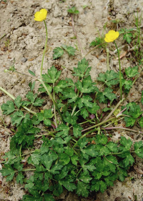 Ranunculus repens