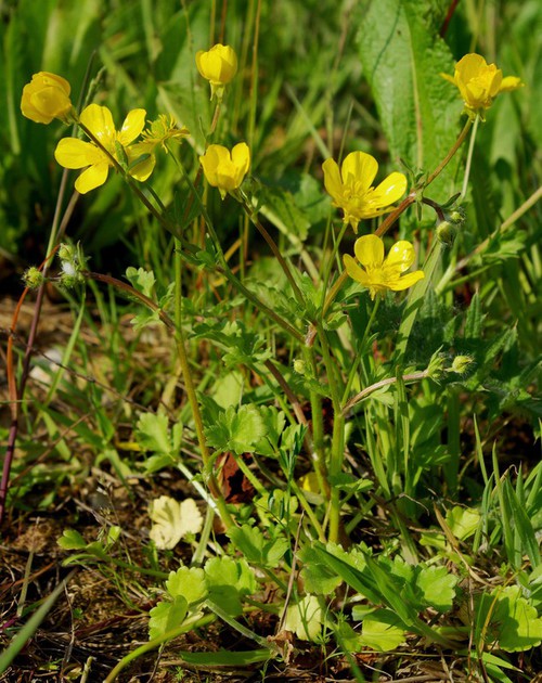 Ranunculus sardous