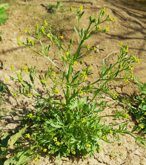 Ranunculus sceleratus