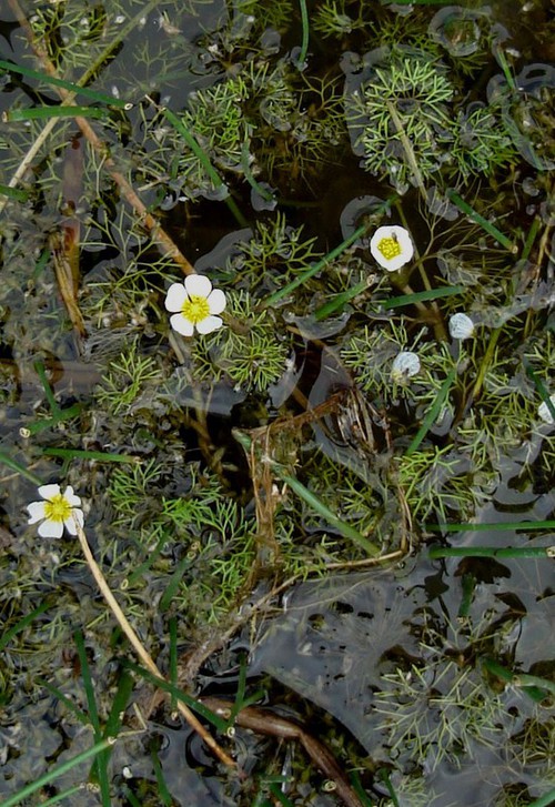 Ranunculus trichophyllus