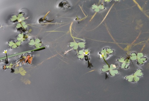 Ranunculus tripartitus